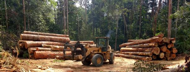 Best Tree Planting  in Salunga, PA