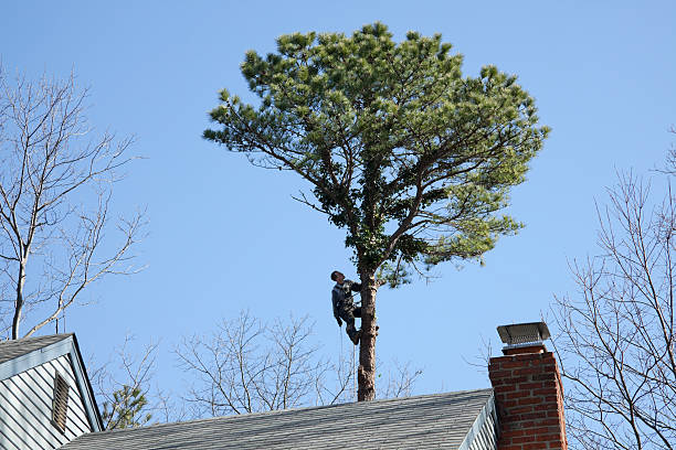 Best Palm Tree Trimming  in Salunga, PA